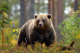 Fototapeta  - Big brown bear in a forest