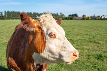 Wall Mural - A brown and white hereford steer in a farm field