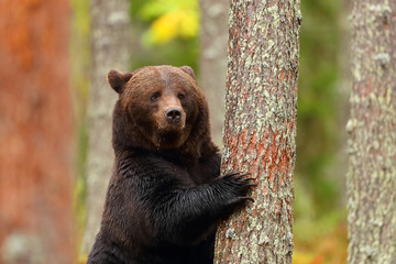 Wall Mural - brown bear standing leaning in a tree of a forest