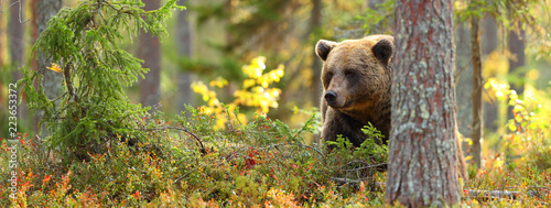 Fotomural Brown bear head in a forest