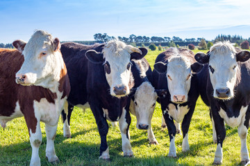 Wall Mural - A line up of cattle all looking curiously on a spring day 