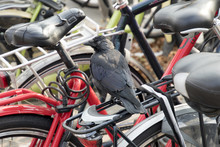 Crow Sitting On Parked Bikes