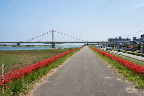彼岸花としらさぎ大橋 徳島県吉野川堤防南岸 Stock Photo Adobe Stock 彼岸花としらさぎ大橋 徳島県吉野川堤防南岸 Stock Photo Adobe Stock