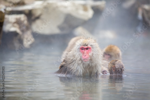 Cuadros en Lienzo macaque monkey in a bath in japan