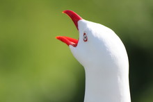 Squawking Gull 1
