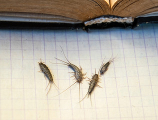 Insect feeding on paper - silverfish. Pest books and newspapers. silverfish of several pieces near the open book.