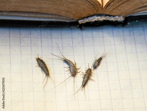 Photographie  Insect feeding on paper - silverfish
