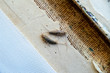 silverfish thermobia near the binding of an old book. Insect feeding on paper - silverfish, lepisma. Pest books and newspapers.