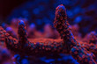abstract blur red and blue coral in black background