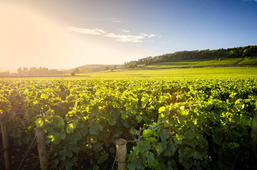 Wall Mural - Vineyards in Savigny les Beaune at sunset, near Beaune, Burgundy, France