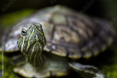 Plakat Brazylijski żółw na trawie