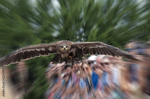 Captive Golden Eagle Aquila Chrysaetos In Flight Speed
