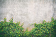 © isarescheewin - Color classic of Ivy leaves on the wall of cement