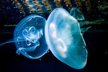 Blue Jellyfish In Water