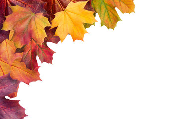 Wall Mural - autumn. multicolored autumn leaves.