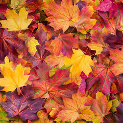 Wall Mural - autumn. multicolored maple leaves lie on the grass.