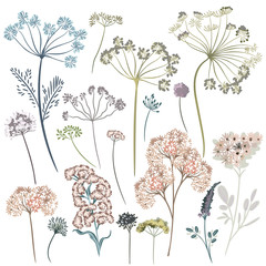 Wall Mural - Collection of vector plants and flowers for design