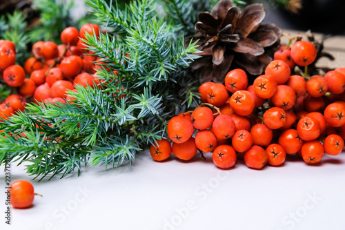 Fotografie, Obraz Rowanberry, Red Berries, Spruce Branches