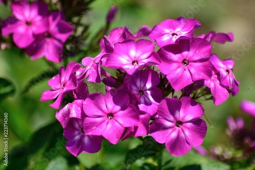 宿根フロックス 鮮やかなピンクの花 Buy This Stock Photo And Explore Similar Images At Adobe Stock Adobe Stock 宿根フロックス 鮮やかなピンクの花 Buy This Stock Photo And Explore Similar Images At Adobe Stock Adobe Stock
