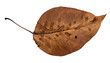 dried fallen brown autumn leaf of apple tree