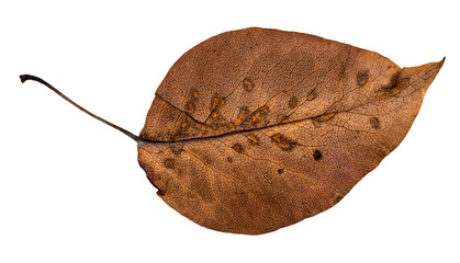 Wall Mural - dried fallen brown autumn leaf of apple tree