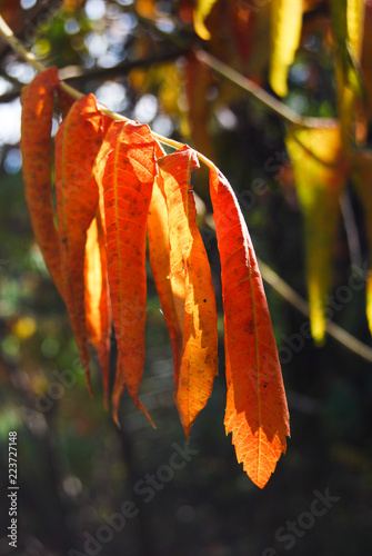 Fotografia, Obraz Close-up of red serrated and overlapping leaves of ash tree