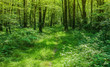 Landschaft Wanderweg durch zauberhaften Laubwald Mitteleuropa - Landscape hiking trail through enchanting deciduous forest Central Europe
