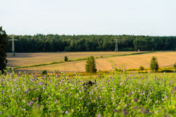 Wall Mural - Meadow in summer, you can see green plants and cut cereals.