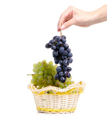 Canvas Print - Black and white grapes in a basket  in hand on a white background isolation