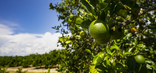 Ripe Lime on the Tree Deep South Agriculture Fruit Orchard