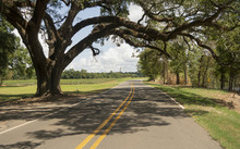 Rural Backroads Deep South Ancient Trees Louisiana USA