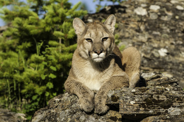 Wall Mural - mountain lion on rocky ledge