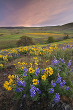 Wildflowers Cover The Hills In Washington State