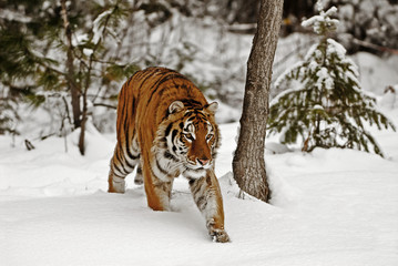 Wall Mural - tiger hunrting in the snow