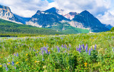 Fototapeta Natura - Wildflower Meadow in Glacier National Park, Montana