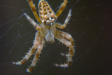 Macro spider pfotography