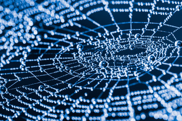 Wall Mural - Glittery spider web with pearls from dew droplets close-up. Beautiful artistic detail of a wet cobweb in moon light on a dark blue night background. Sparkling spiderweb with water drops and bokeh.