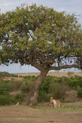 Sticker - pride of lions in Masai Mara Game Reserve