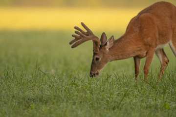 Sticker - White-tailed deer buck with velvet antlers