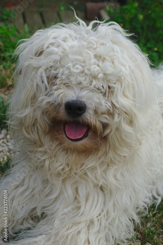 Jeune Chien Croisé Bichon Berger Polonais Poils Blanc
