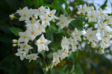 fleurs blanches de morelle Morelle faux jasmin (Solanum laxum, Solanum jasminoides)