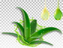 Realistic Aloe Vera, Splash And A Drop Of Juice, Vector Illustration