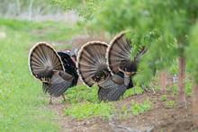 Wild Male Turkeys Strutting In An Orchard