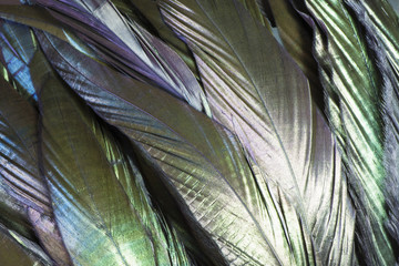 Colorful and iridescent black bird feathers.  I used special lighting to bring out the silky feather textures and pearl like green and purple colors.