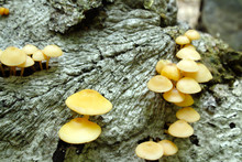 Cluster Of Bright Yellow Mushroom Fungi On A Fallen Grey Log