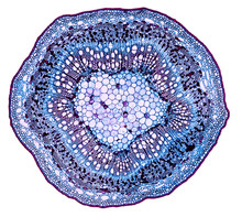 Populus Stem - Cross Section Cut Under The Microscope – Microscopic View Of Plant Cells For Botanic Education