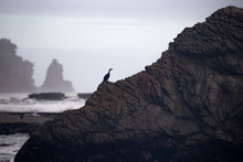 Cormorant On A Rock In New Zealand