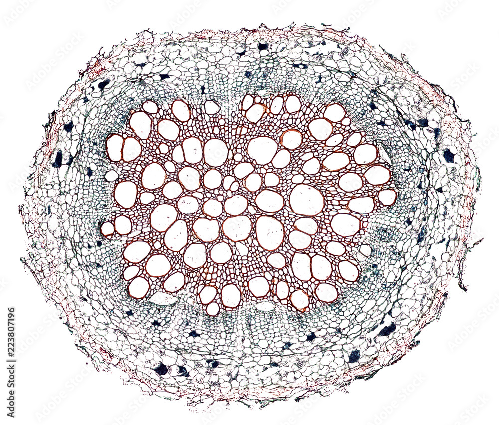 tobacco root - cross section cut under the microscope – microscopic view of  plant cells for botanic education Stock Photo