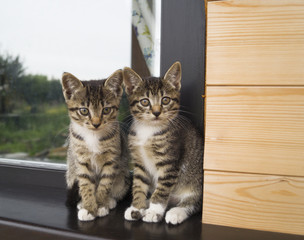 Two small striped kittens sit on the windowsill. Window of the house in the yard.