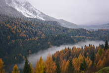Large Forests Divided Between Autumn And Winter